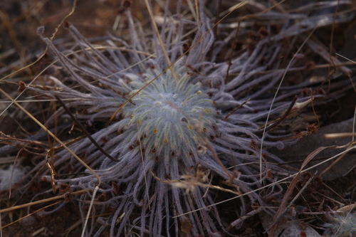 Drosera broomensis
