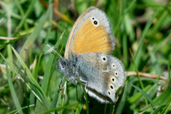 Coenonympha rhodopensis