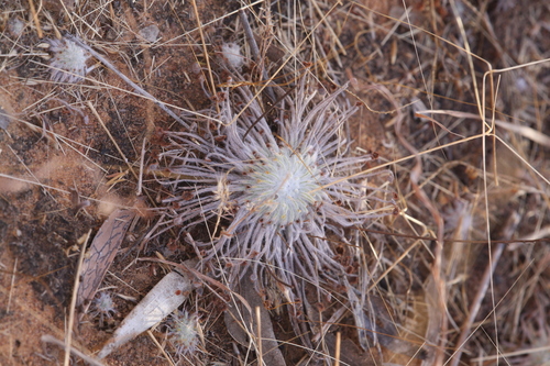 Drosera broomensis