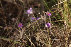 Byblis filifolia