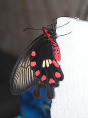 Pachliopta aristolochiae