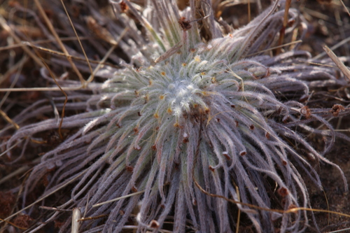 Drosera broomensis