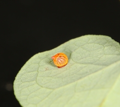 Pachliopta aristolochiae