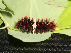 Pachliopta aristolochiae