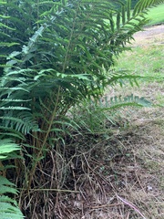 Dryopteris affinis cambrensis