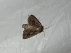Mythimna velutina