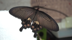 Pachliopta aristolochiae
