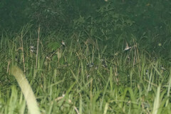 Hirundo rustica gutturalis