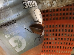 Ellipticus dorbignyi