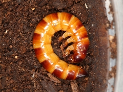Plesiophthalmus spectabilis