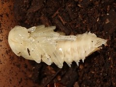 Plesiophthalmus spectabilis