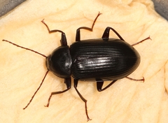 Plesiophthalmus spectabilis