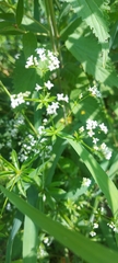 Galium rivale