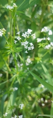 Galium rivale