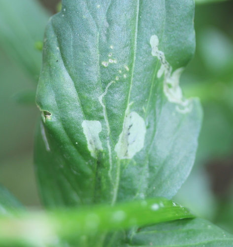Cabbage leafminer photo 4