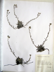 Eritrichium sichotense