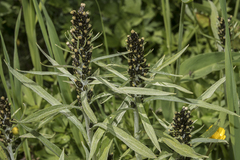 Omalotheca norvegica