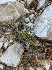 Oeosporangium