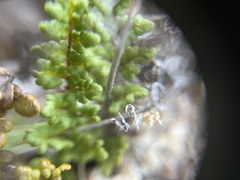Oeosporangium