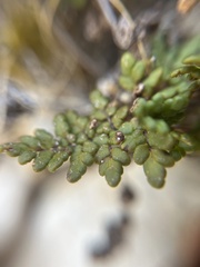 Oeosporangium