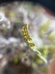 Oeosporangium
