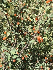 Lonicera microphylla