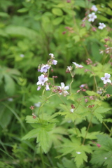 Geranium albiflorum