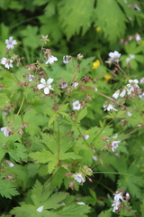 Geranium albiflorum