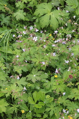 Geranium albiflorum