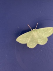 Geometra papilionaria