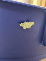 Geometra papilionaria