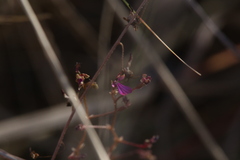 Stylidium pindanicum