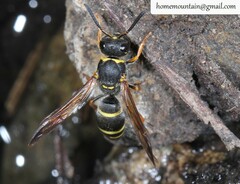 Ancistrocerus krausei