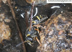 Ancistrocerus krausei