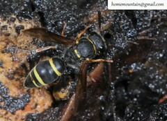 Ancistrocerus krausei