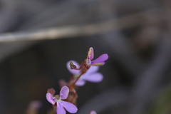 Stylidium pindanicum