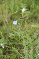 Linum komarovii