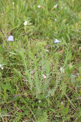 Linum komarovii