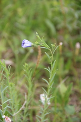 Linum komarovii