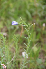 Linum komarovii