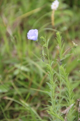 Linum komarovii