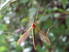 Nephrotoma scurra