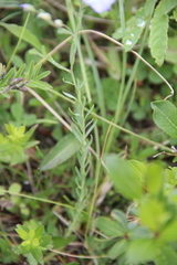 Linum komarovii