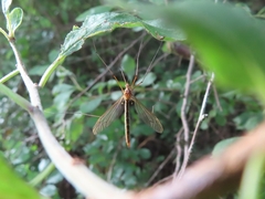Nephrotoma scurra