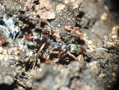 Mesoponera australis