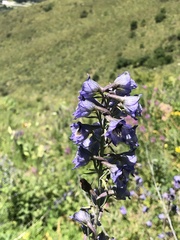 Delphinium iliense