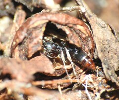 Mesoponera australis