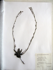 Eritrichium sichotense