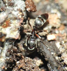 Mesoponera australis