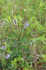 Astragalus norvegicus